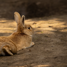 lying, Rabbit