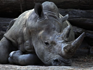 lying, Rhino