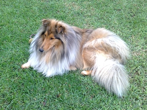 lying, Collie rough