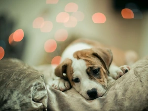 sad, Puppy, Amstaff, lying