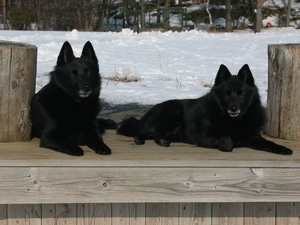 Schipperke, Two cars, lying