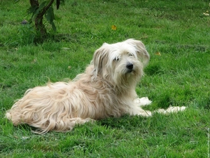 Berger des Pyrénées, lying, Pyrenean Shepherd