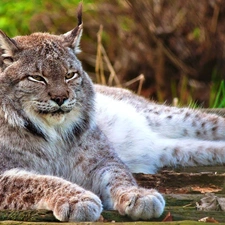 Lynx