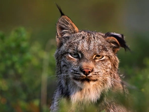 Lynx
