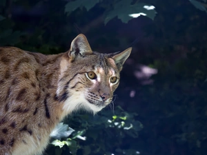 Lynx