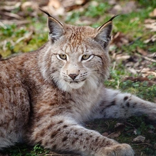 Lynx