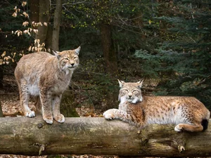 lynx