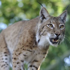 Lynx lynx, canines