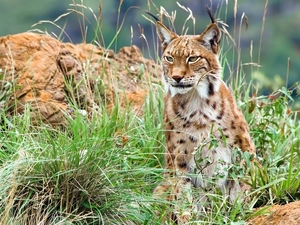 Lynx, grass