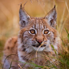 Lynx, grass