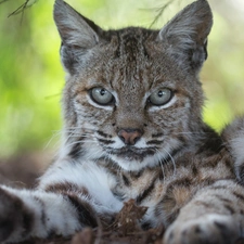 Lynx, young, lying