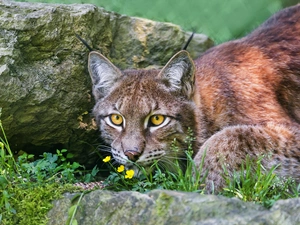Lynx, rocks