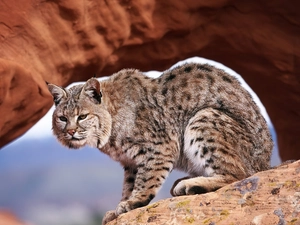 Lynx, Rocks