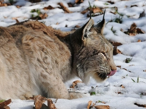 Lynx, snow