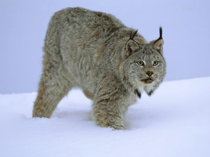 Lynx, snow