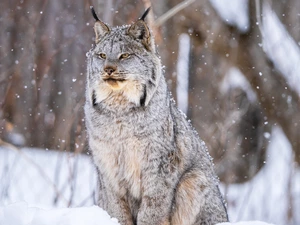 Lynx, winter, snow