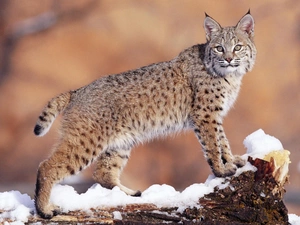 Lynx, snow