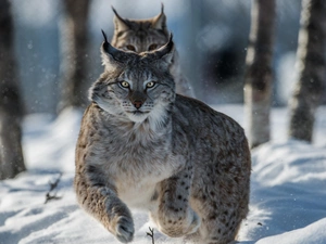 lynx, winter