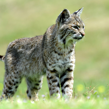 young, Lynx