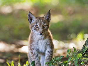 Lynx, small, young