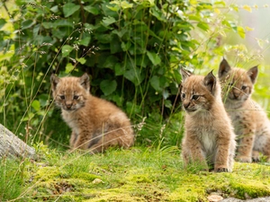 lynx, Three, young