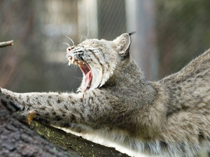 Lynx