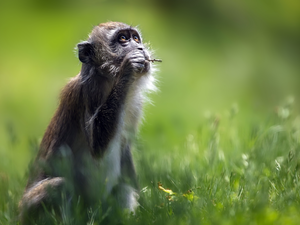 Monkey, Crab-eating Macaque