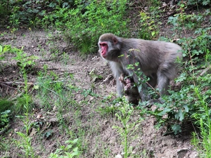 macaques, Japanese