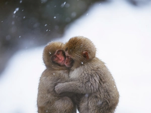 snow, Two cars, macaques
