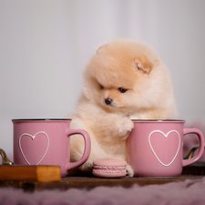 Pink, Puppy, cook, dog, Toy Spitz, cups, Macaroon