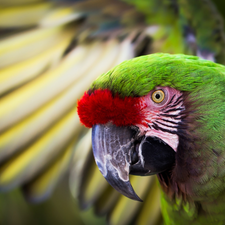Bird, parrot, Military Macaw