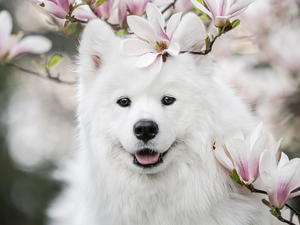Smile, White, Flowers, Magnolia, Samojed, dog