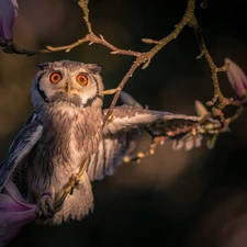 owl, Twigs, Magnolia, eagle-owl