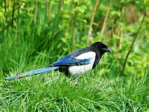 magpie, grass
