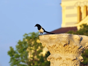 magpie, pedestal