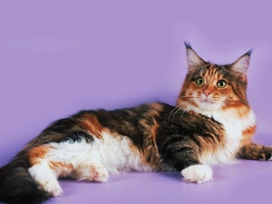 Maine Coon Cat
