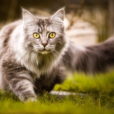 grass, cat, Maine Coon