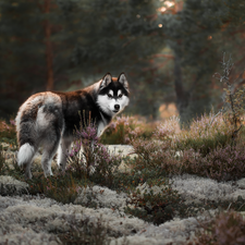 heathers, dog, Alaskan Malamute