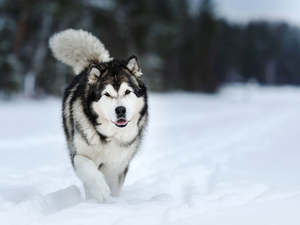 snow, dog, Alaskan Malamute