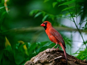 male, scrub, cardinal