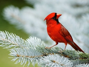 trees, male, christmas tree, cardinal