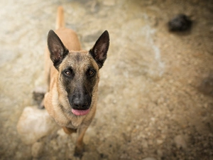 dog, Belgian Shepherd Malinois