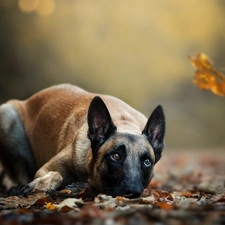 lying, Belgian Shepherd Malinois, Leaf, dog