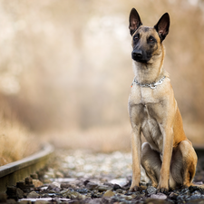 ##, dog, fuzzy, Plants, Stones, Belgian Shepherd Malinois