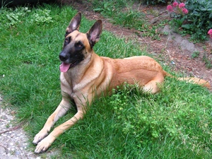 lying, Belgian Shepherd Malinois