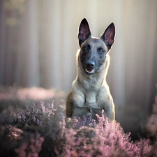 dog, Belgian Shepherd Malinois, heathers, muzzle