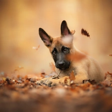 dog, Belgian Shepherd Malinois, Leaf, Puppy