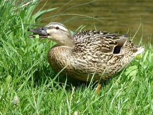 Mallard Duck, grass