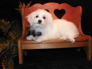 Maltese, Bench