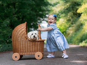 dress, girl, dog, Maltese, trolley, Blue